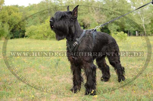 Giant Schnauzer K9 Harness