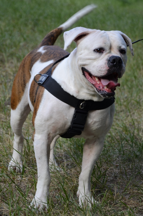 Suchgeschirr American Bulldog kaufen