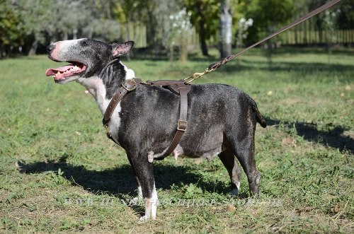 Bullterrier Leder Geschirr für Sport und Gassi