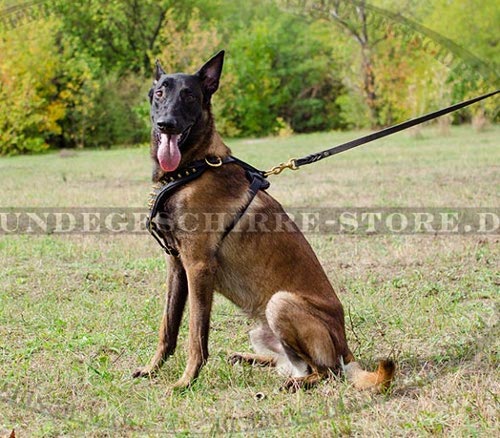 Hundegeschirr mit golden Nieten für Belgischen Malinois