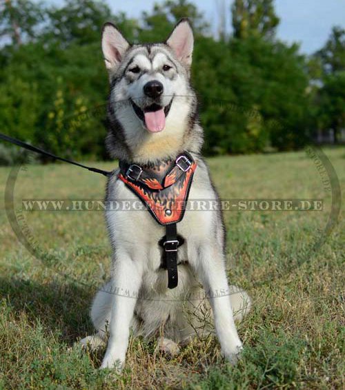 Husky Dog Harness Exclusive 