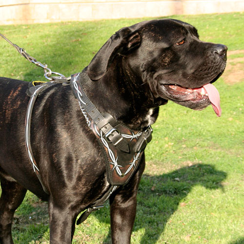 Harness for Cane Corso