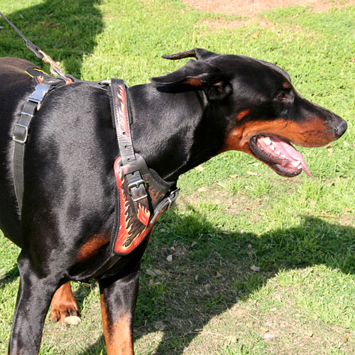 Doberman Wearing this Comfortable Padded Harness