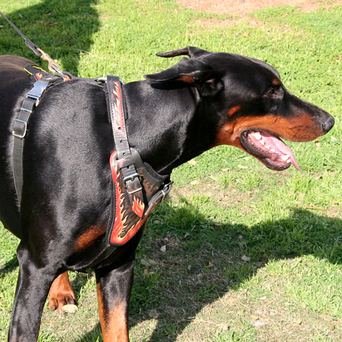 best designer custom leather doberman harness