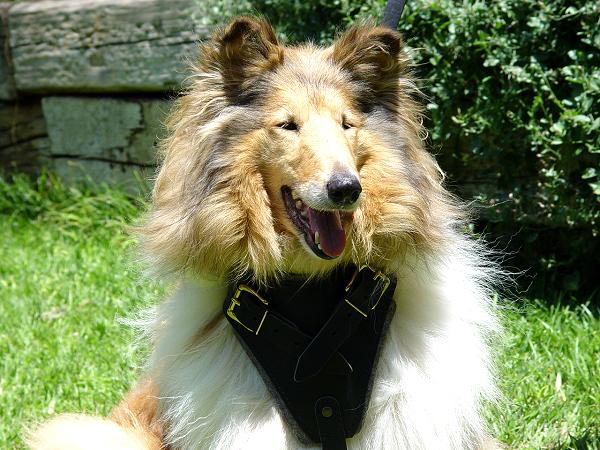 Collie Hetz- Hundegeschirr aus Leder