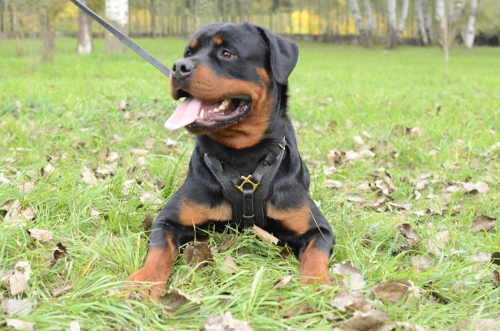 Royal leather dog harnees H10 for Rottweiler