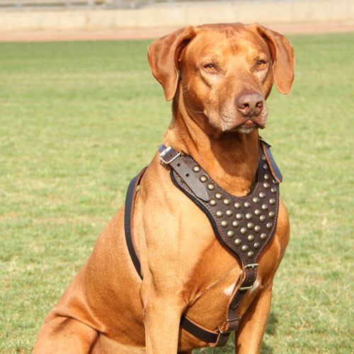 Leather harness for Rhodesian Ridgeback