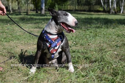 Bullterrier Leder Hundegeschirr mit USa Stil