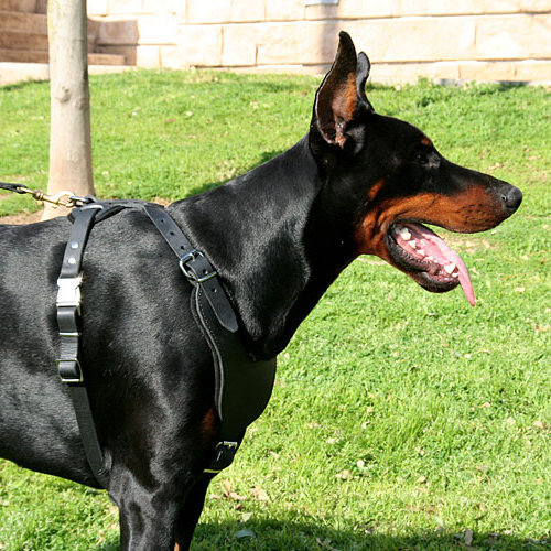 Doberman clearance leather harness