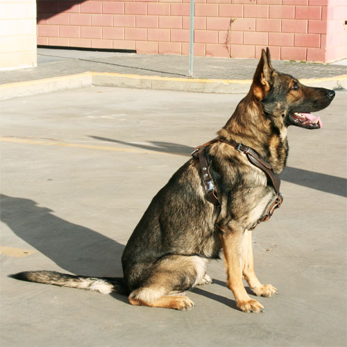 Dog Harness for German Shepherd