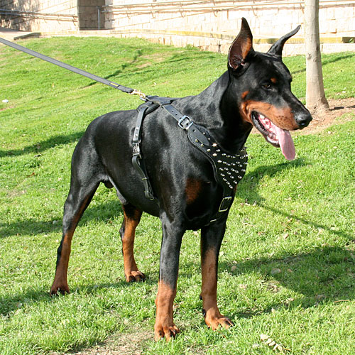 Doberman Harness with SPikes