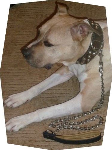 Amstaff dog leash