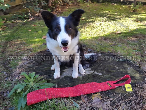 Hetzsack für Beuteantrieb und Bißtraining mit Border Collie