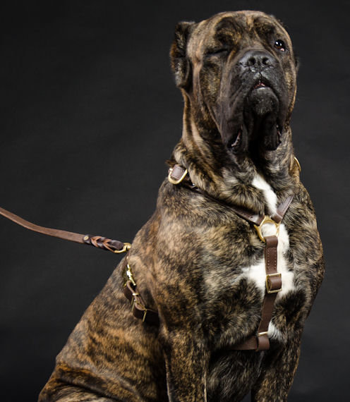 Cane Corso harness leather