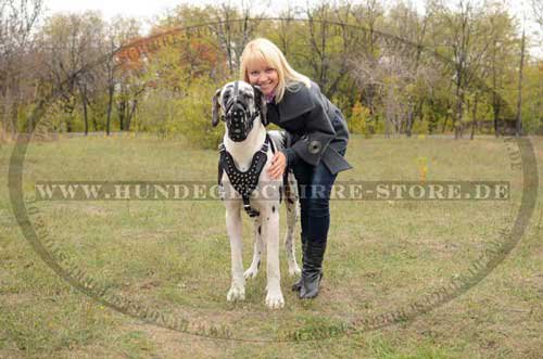 Studded Dog Harness for Great Dane 