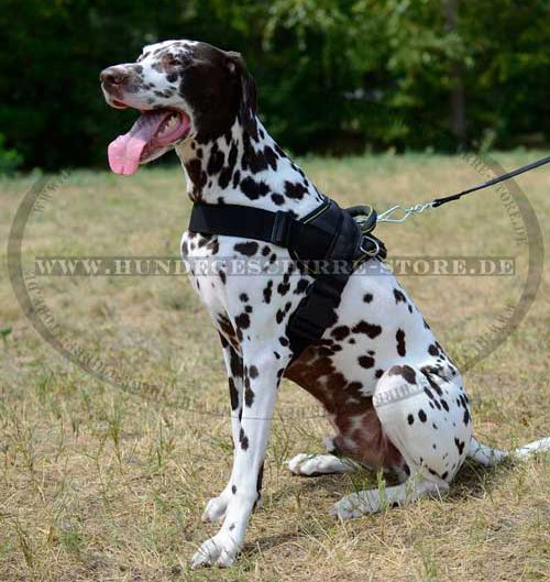 nylon Harness for Dalmatian 