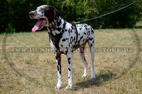 Dog Harness for Dalmatian 