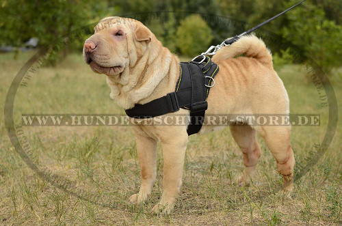 Shar-Pei Geschirr aus Nylon für Auslauf & Hundesport