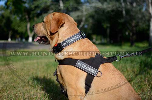 Hundehalsband Nylon für Labrador