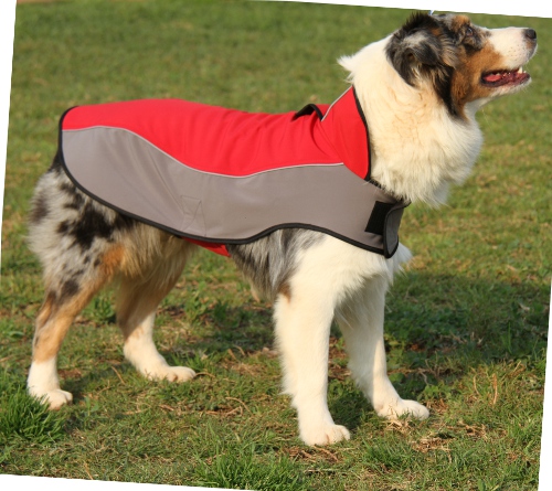 dog coat for Australian Shepherd