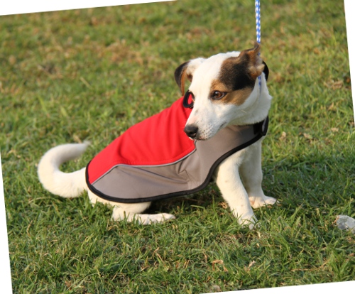 Jack Russell Terrier dog clothes