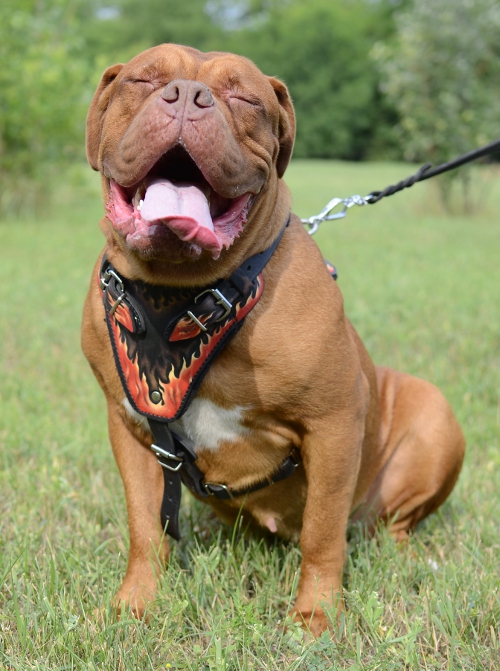 best designer custom leather Dogue de Bordeaux harness