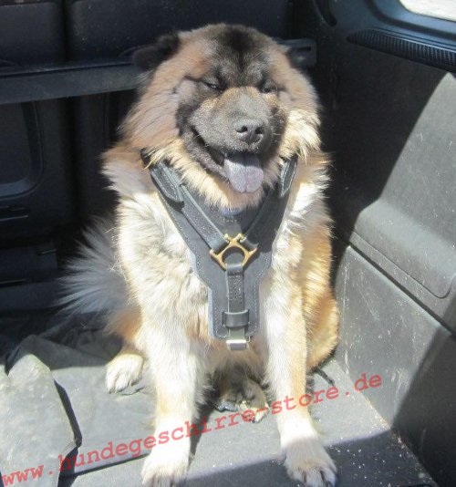 Geschirr für Eurasier aus Leder oberster Qualität ☀☀