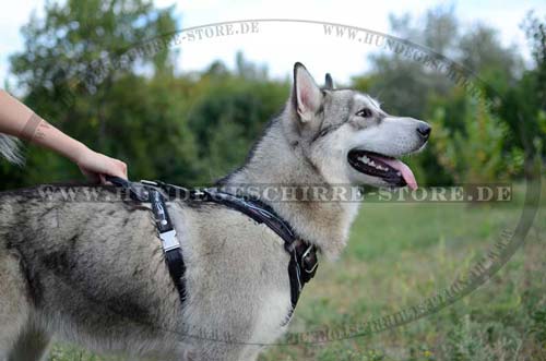 Dog Harness Husky Exclusive