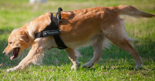 Retriever Geschirr für Mantrailing