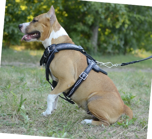 Amstaff Geschirr Leder Exklusiv