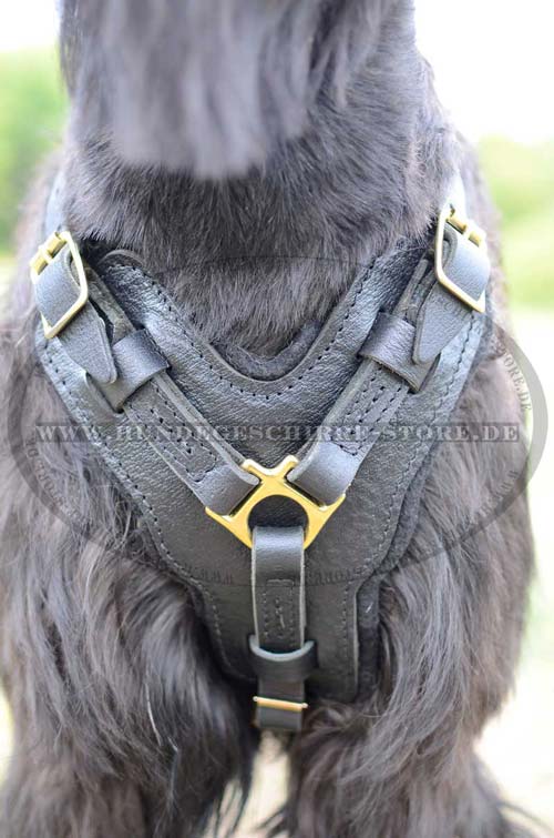 Schnauzer harness leather, agitation harness 