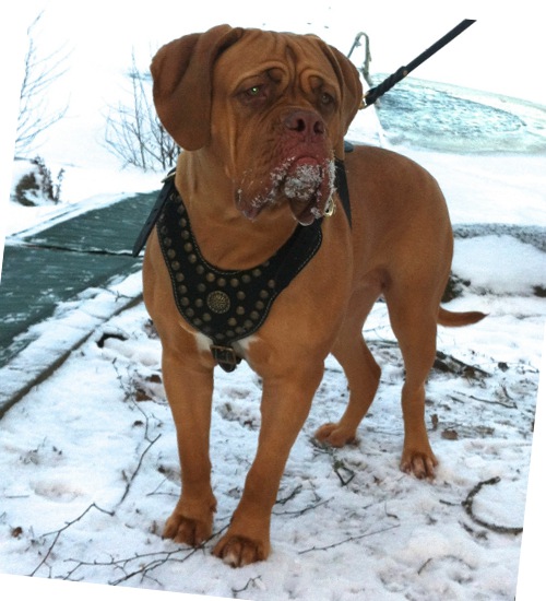 Dog Harness Leather Exclusive for Dogue de Bordeaux