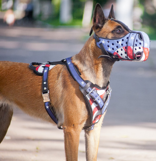 Hundegeschirr aus Leder Malinois usa kaufen