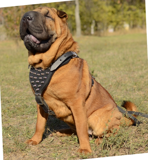 Shar Pei designer harness leather 