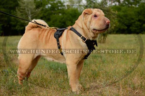 Dog Harness Leather for Shar Pei Mantrailing