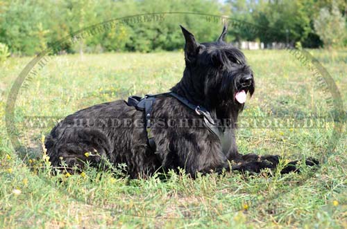 dog harness for Riesenschnauzer training