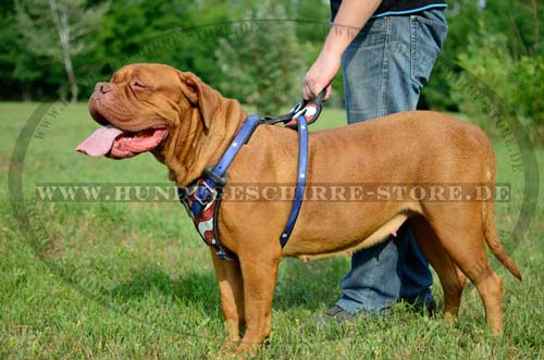 Designer Harness for Dogue de Bordeaux