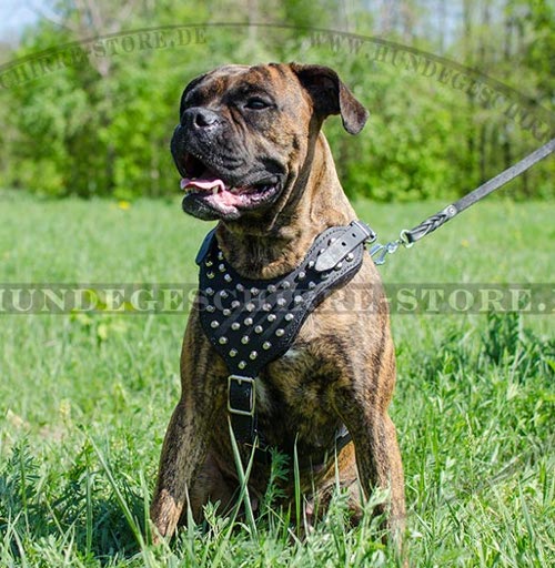Geschirr Leder mit abgeschnitten Nieten, stumpfen Dornen. Boxer!