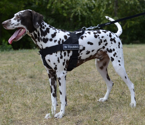 Dalmatian dog nylon  harness DE