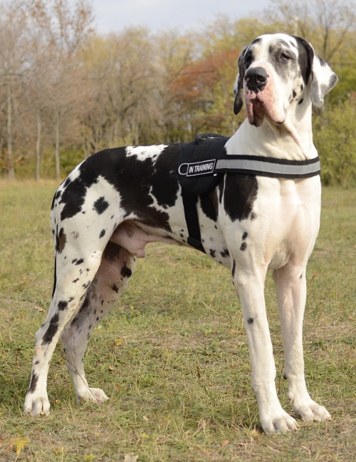 harness nylon Great Dane