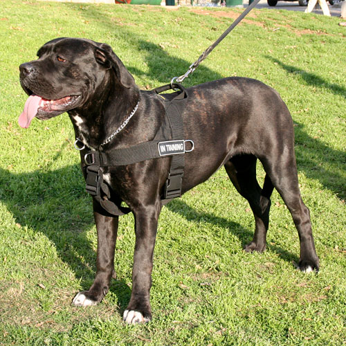 Cane Corso dog nylon  harness DE