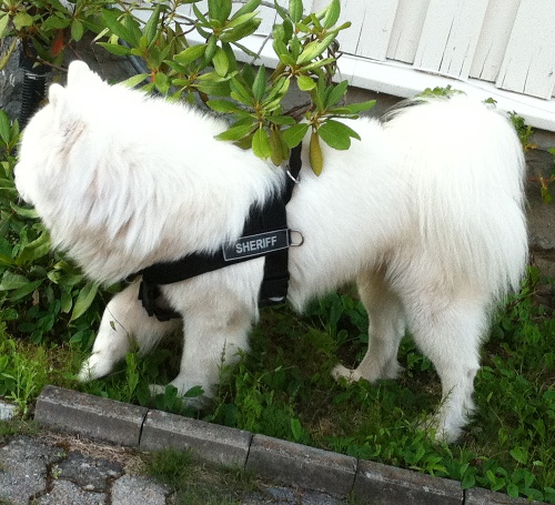 Samoyede dog nylon  harness DE