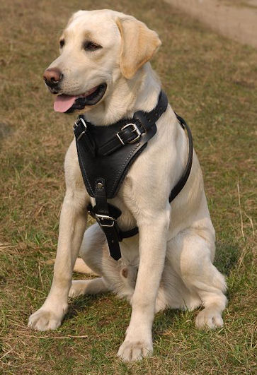 Labrador Geschirr für Mantrailing