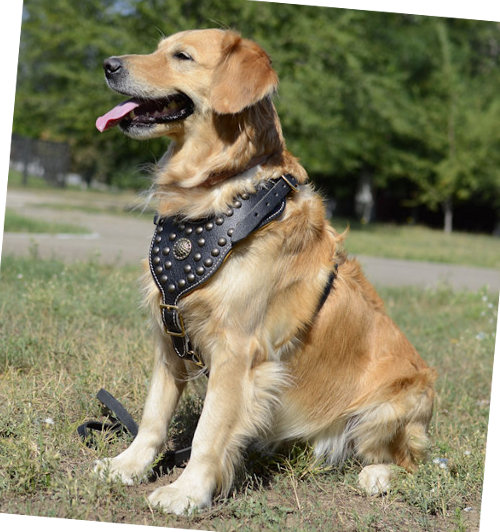 Labrador Harness Exclusive