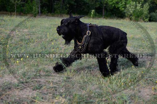 Harness for Schnauzer