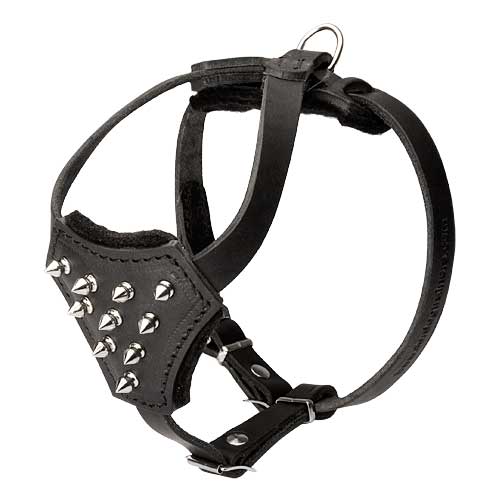 Spiked leather harness for Pitbull