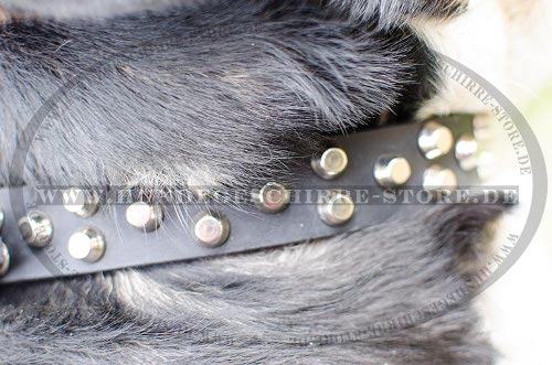 Hundehalsband aus Fettleder für Grossen Schweizen Sennenhund!
