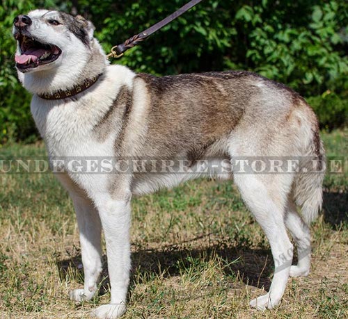 Hundehalsband Leder für Husky, Nietenzubehör!