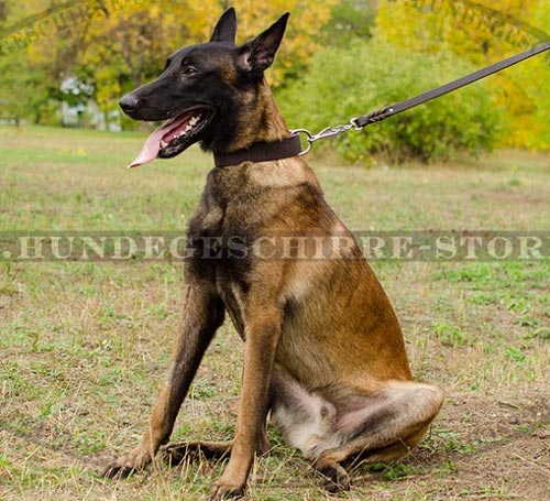 Breites Hundehalsband fuer Schaeferhunde von höchster Qualität