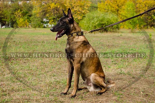 Hundehalsband Leder für Mali | Malinois Halsband Nieten